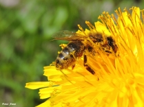 Börjar bli rätt gul av pollen